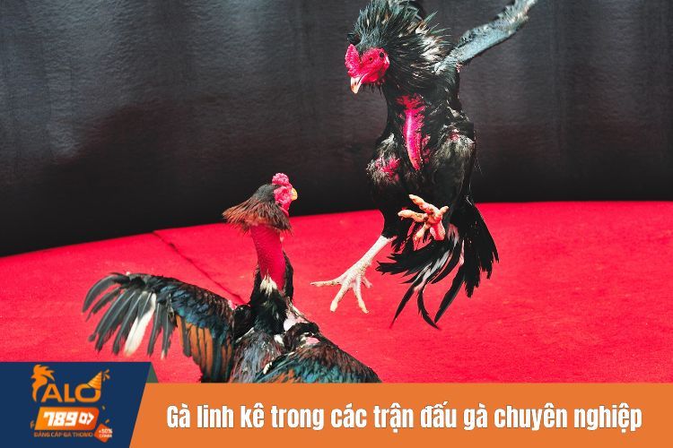 Gà linh kê trong các trận đấu gà chuyên nghiệp