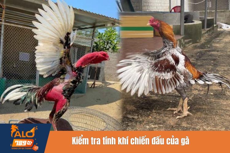 Kiểm tra tính khí chiến đấu của gà