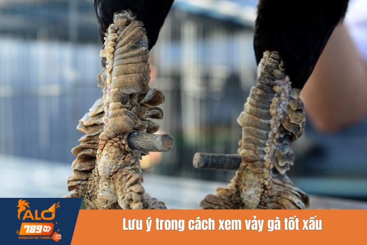 Lưu ý trong cách xem vảy gà tốt xấu