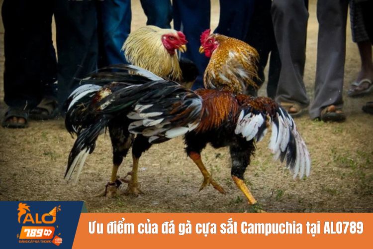 Một vài ưu điểm nổi trội của đá gà cựa sắt Campuchia tại ALO789